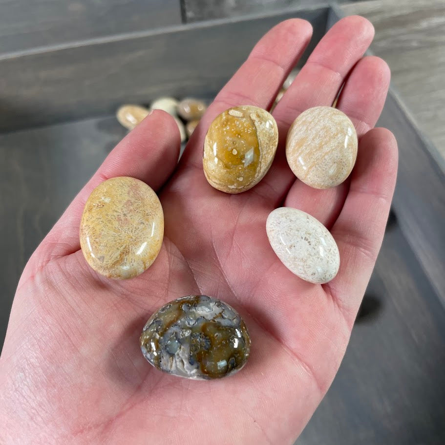 Coral fossil stones perfect for gift shops