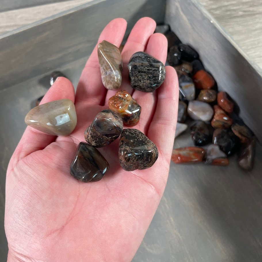 Polished Petrified Wood stones for crystal shop resale