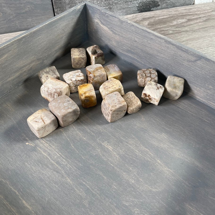 Wholesale fossil coral crystals polished cubic shape