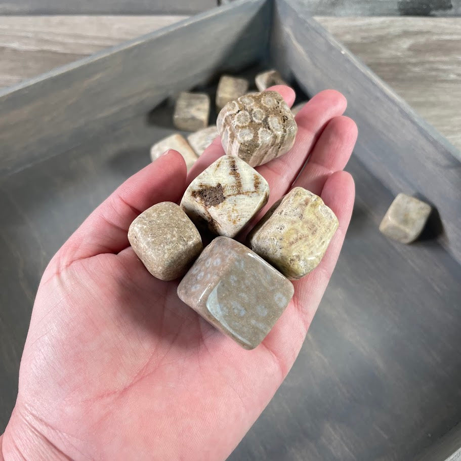 Cubic fossil coral stones for crystal retailers