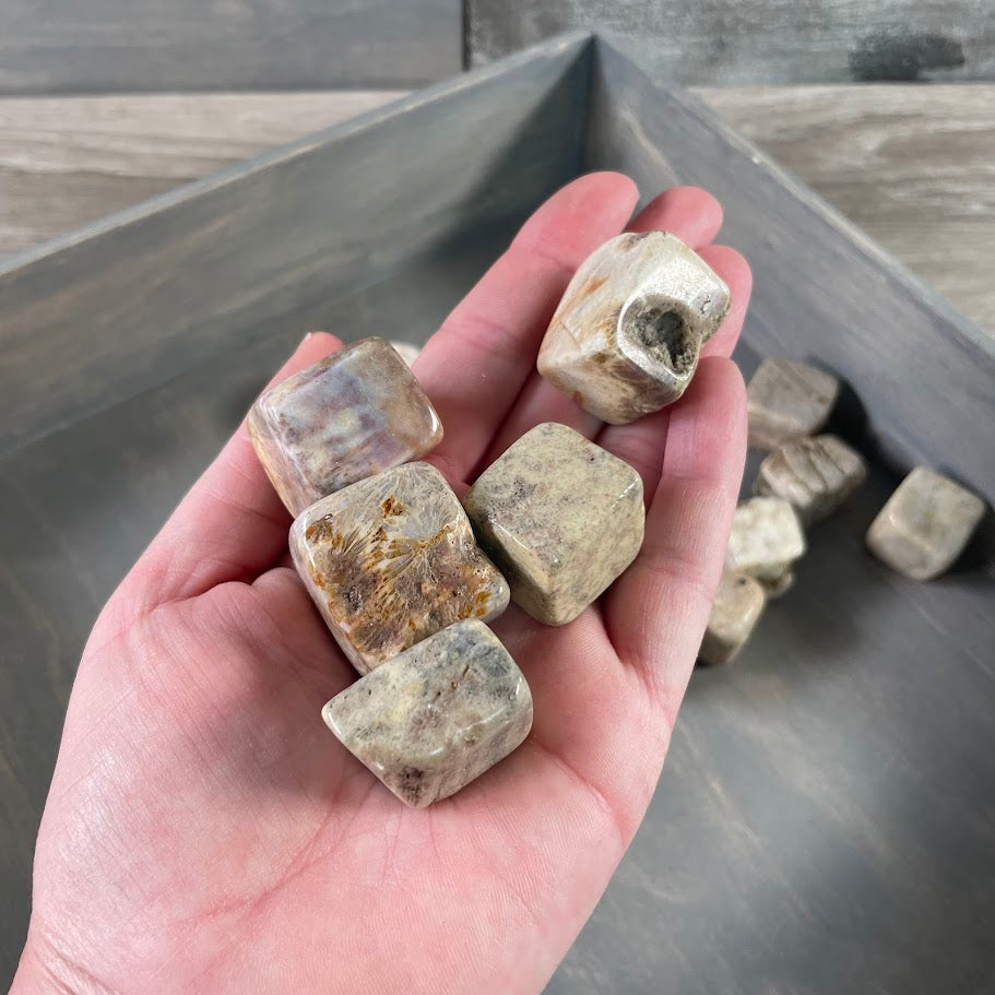 Bulk tumbled fossil coral stones for metaphysical shops