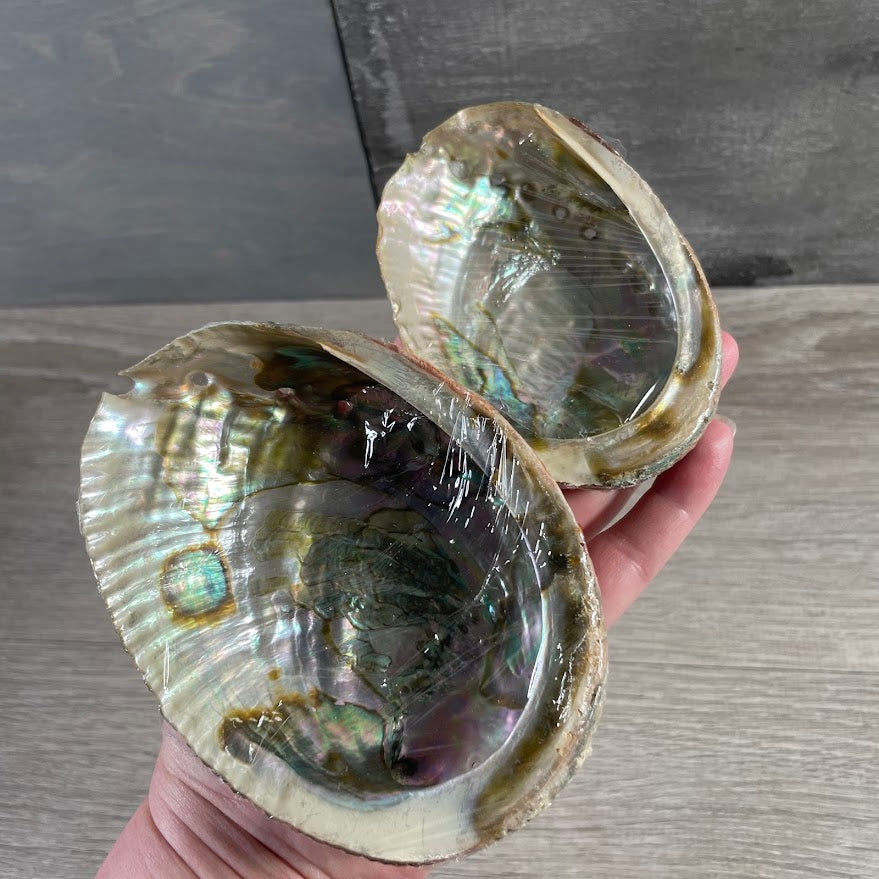 Sage smudging shell for crystal healing and metaphysical decor