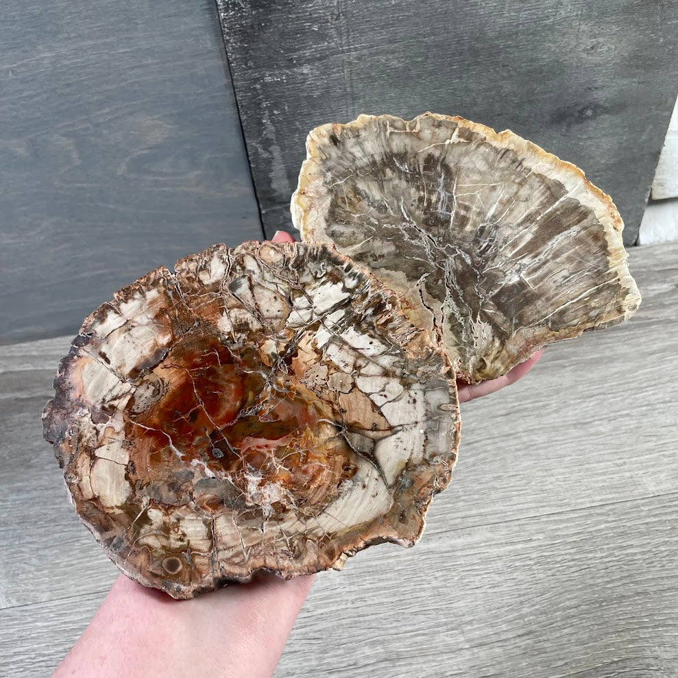Fossilized wood decor piece for rock shops and natural history displays