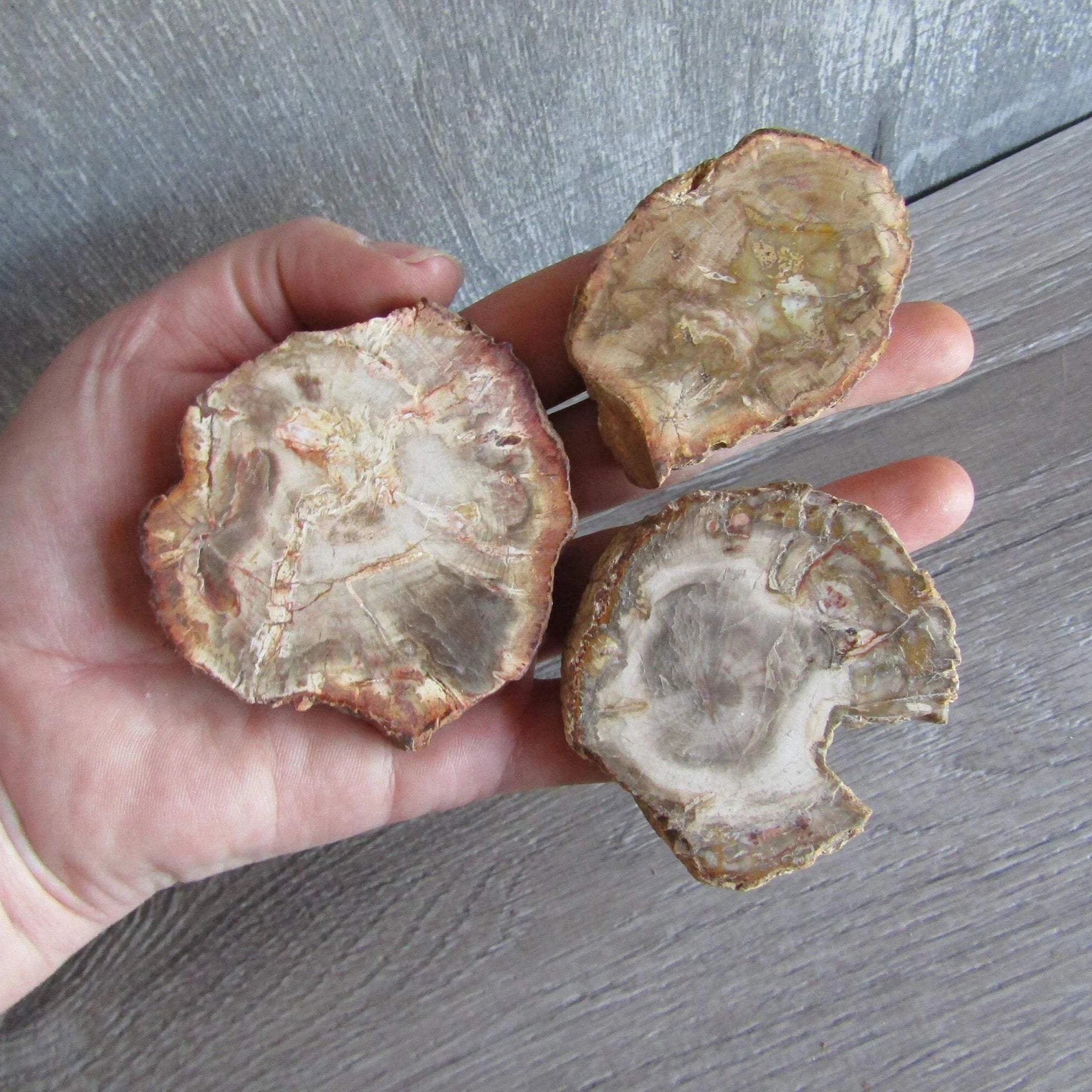 Petrified wood fossils with mineral-rich hues and preserved wood grain