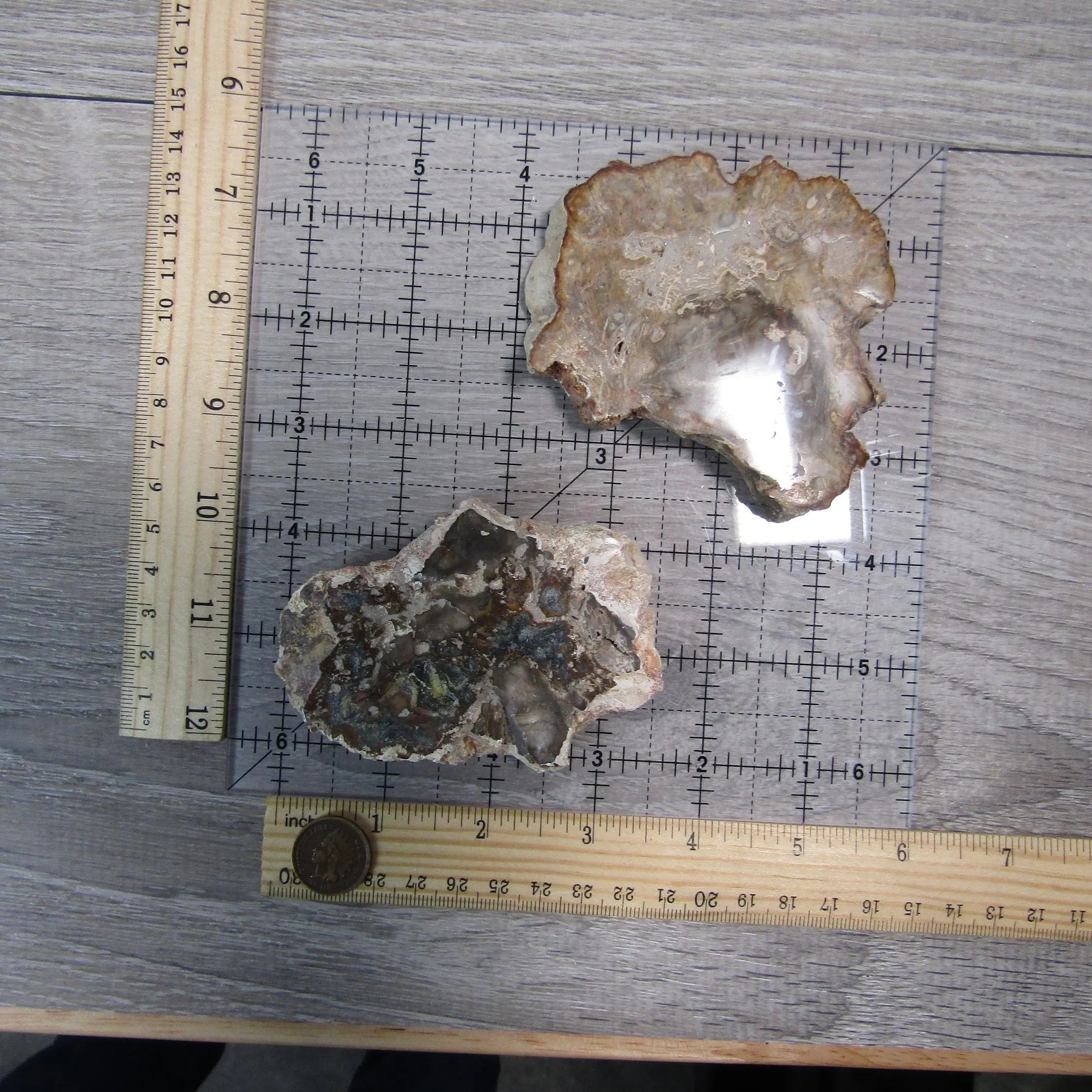 Petrified Wood Slices Front Polished