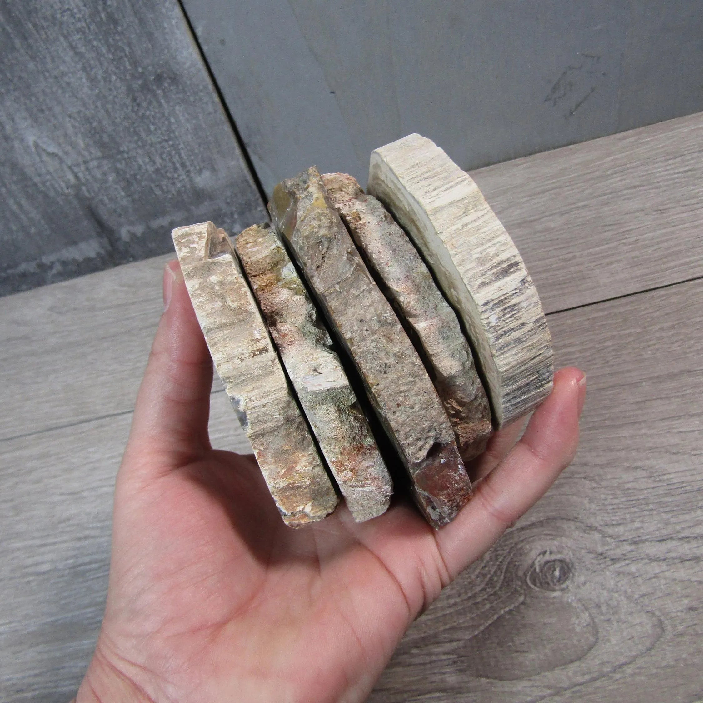 Petrified Wood Slices Front Polished