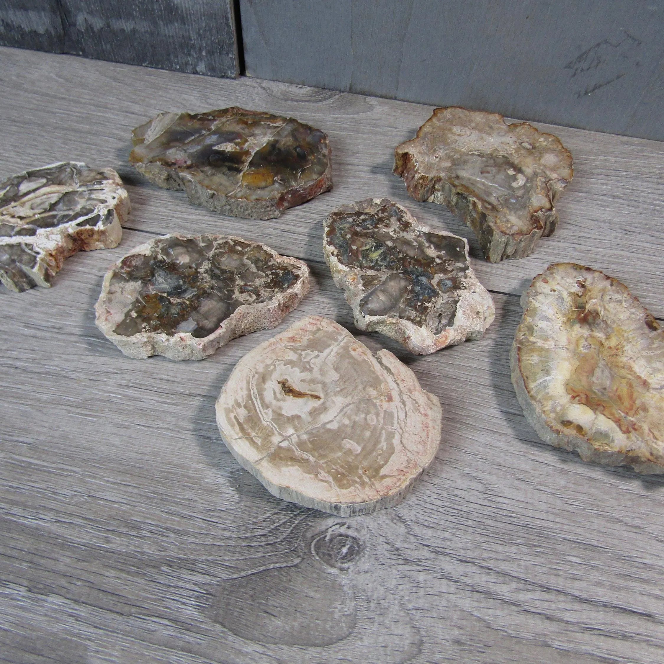 Petrified Wood Slices Front Polished