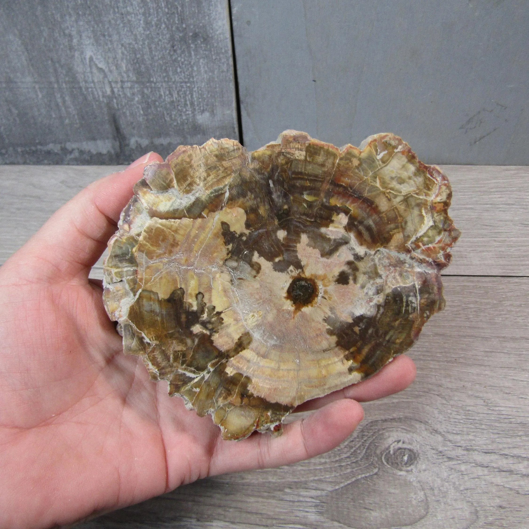 Petrified Wood Slices Front Polished