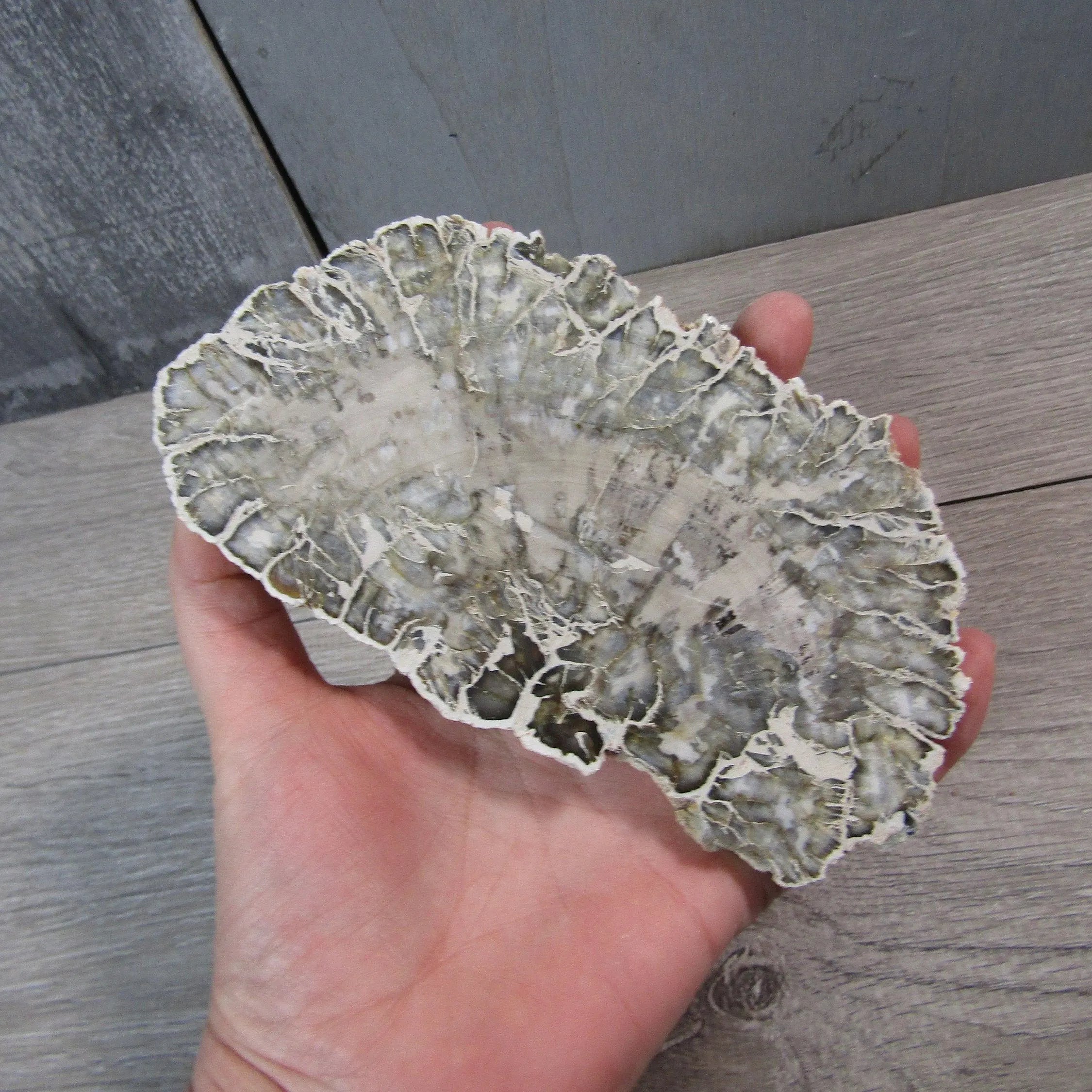 Petrified Wood Slices Front Polished