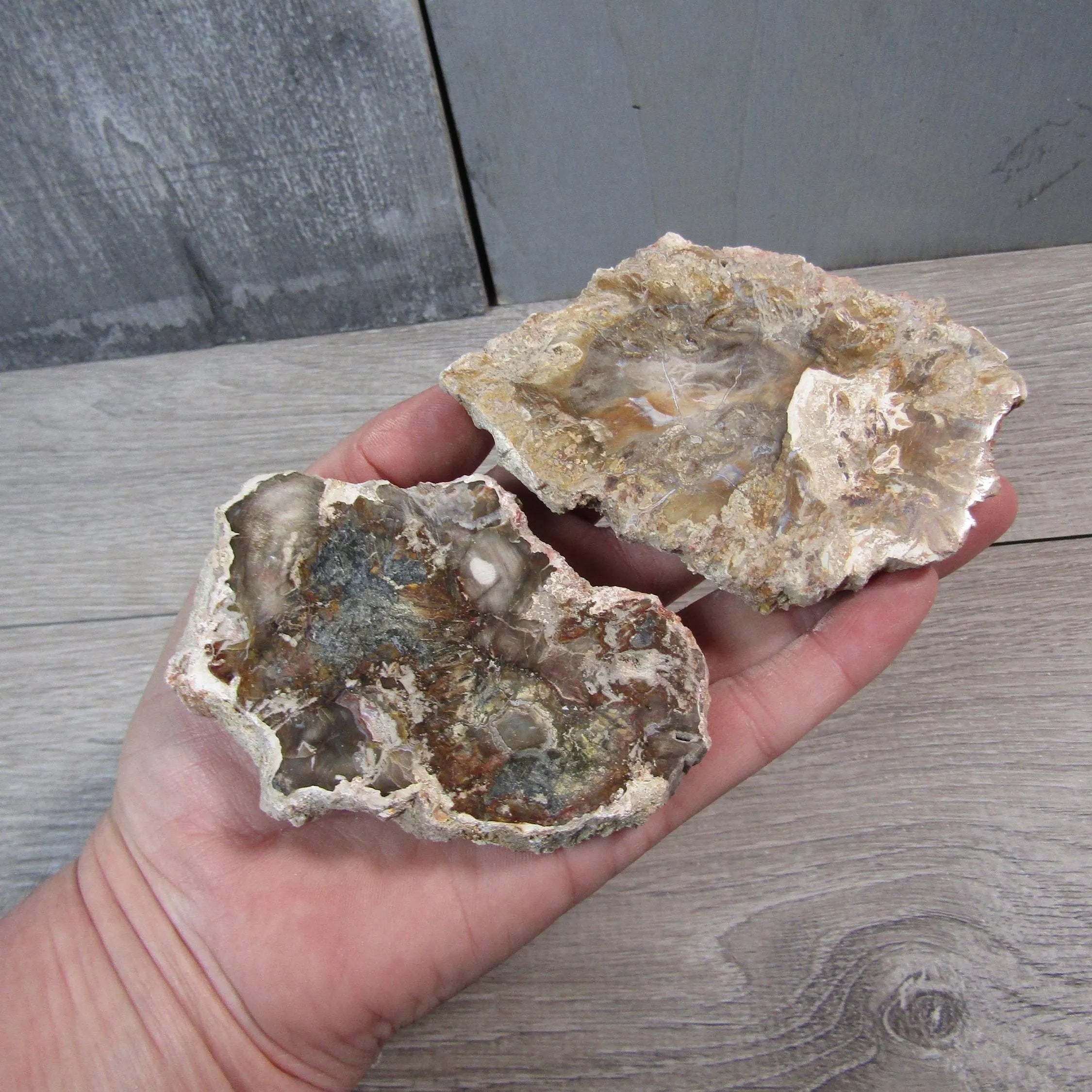 Polished petrified wood fossil specimen