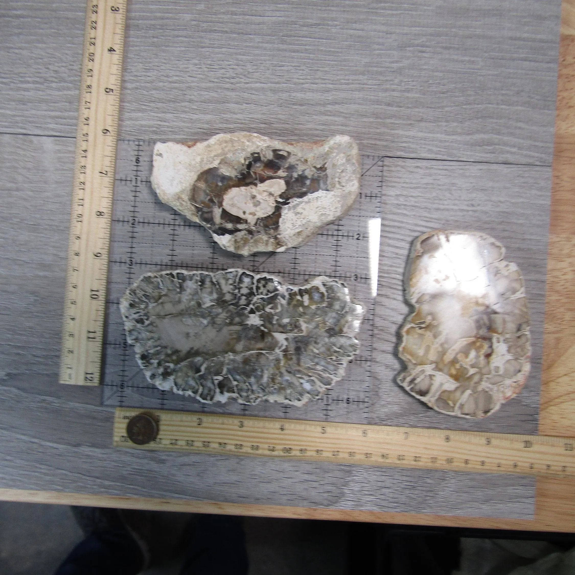 Petrified Wood Slices Front Polished