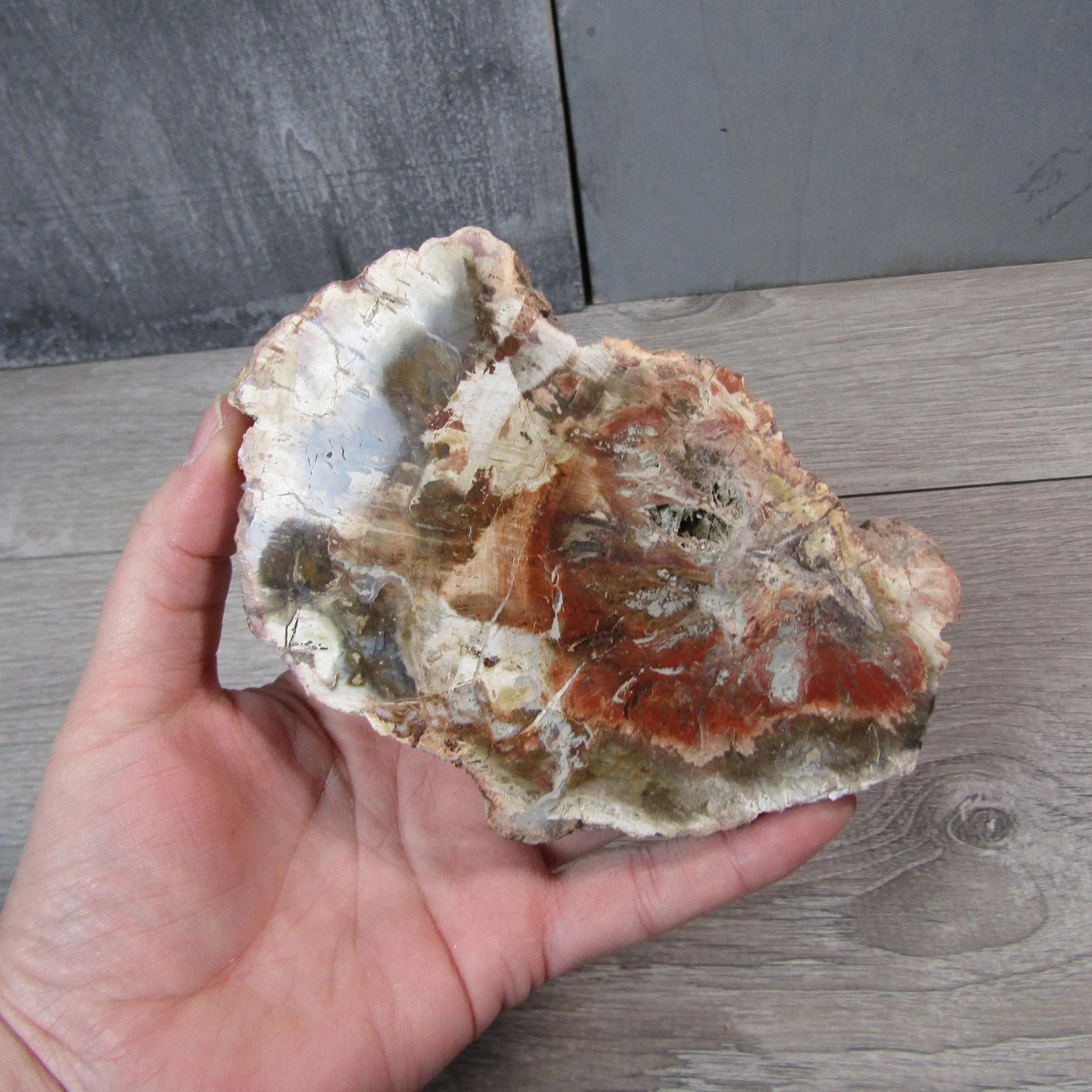 Petrified Wood Slices Front Polished