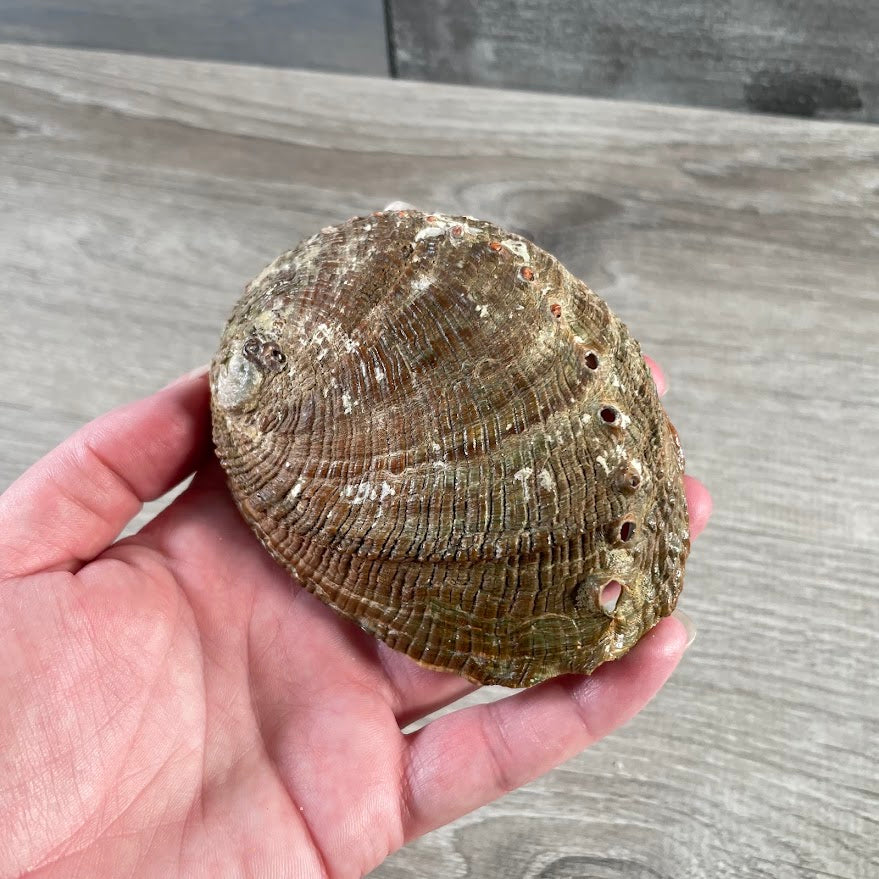 Wholesale abalone shell for crystal shops and metaphysical stores