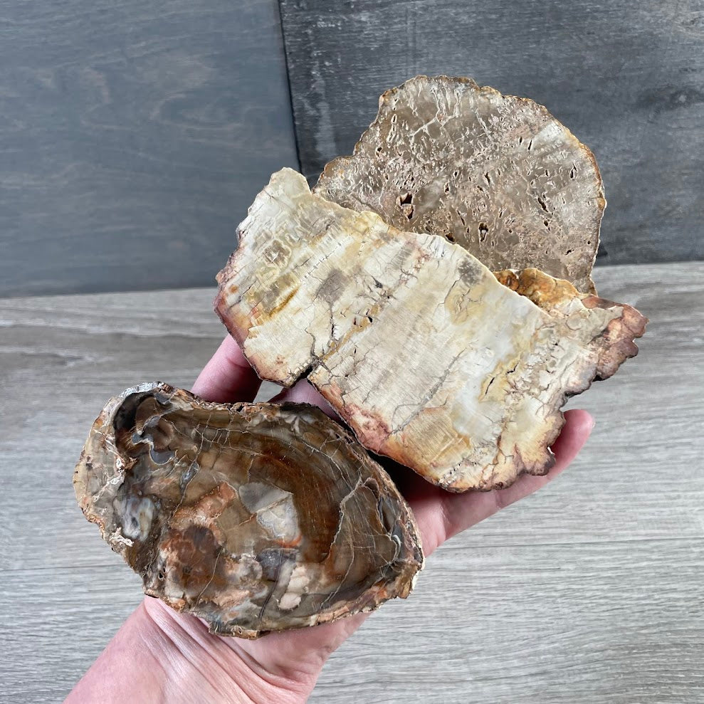 Natural fossilized wood slice with polished front and rustic brown mineral patterns for gift shops
