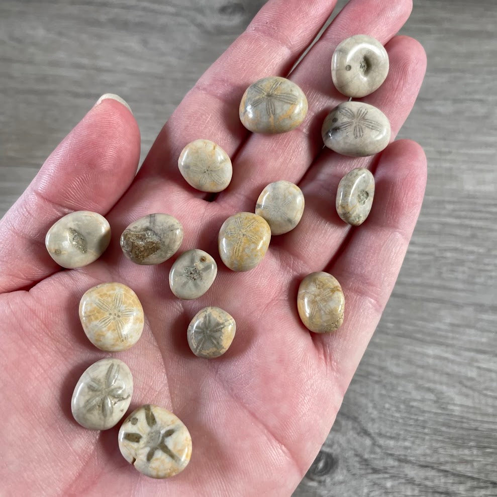 Very small natural fossil sand dollars for collectors and resale