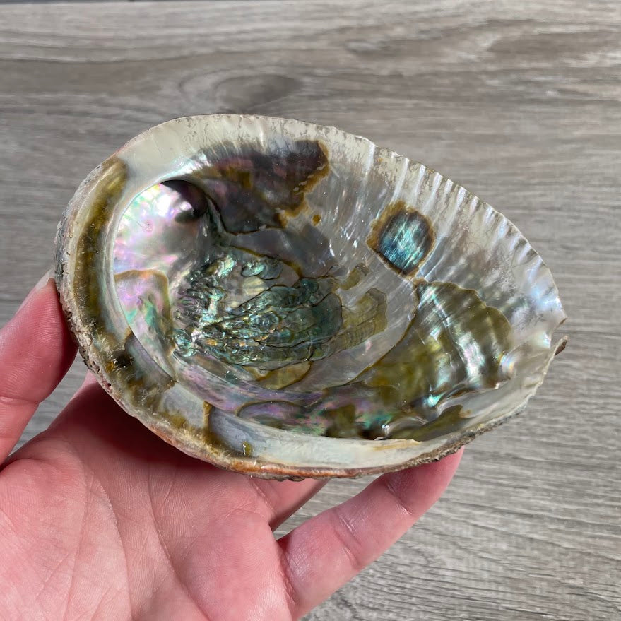 Abalone shell for smudging and cleansing rituals