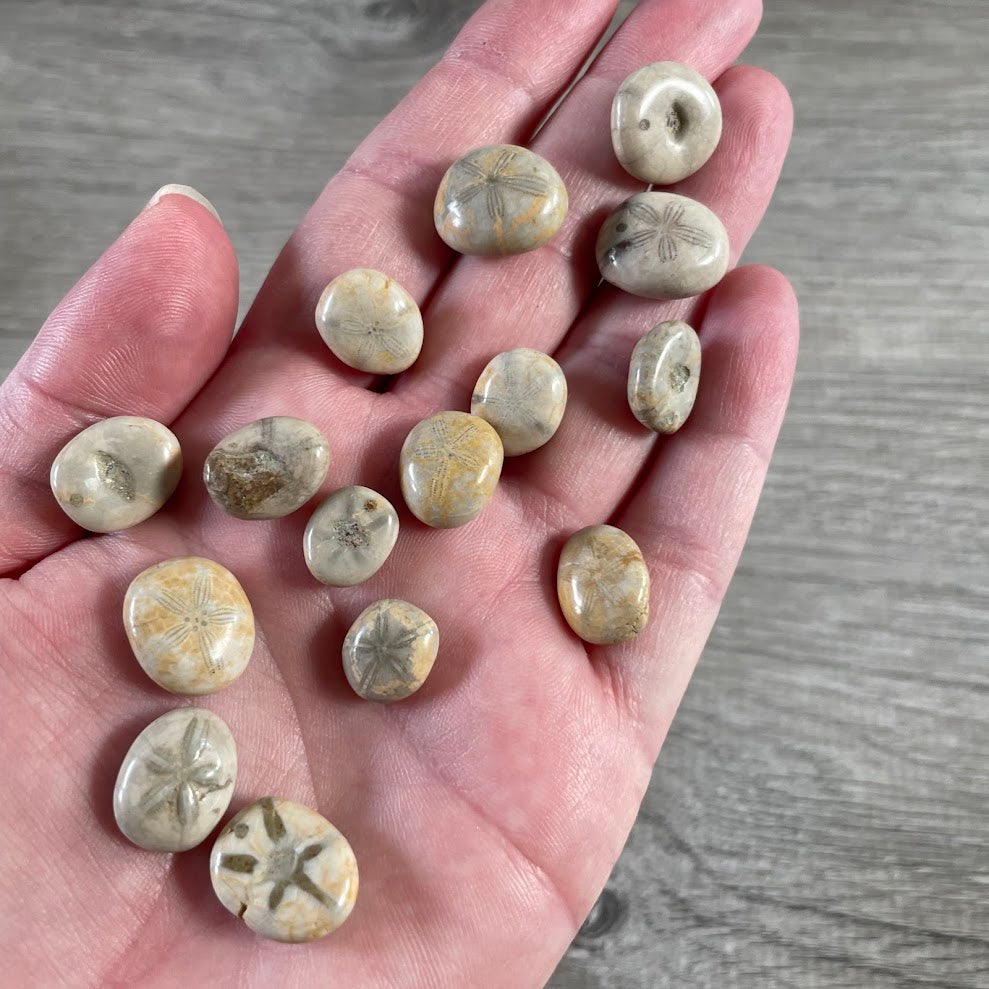 Natural polished echinoid fossil sand dollars small fossil specimens