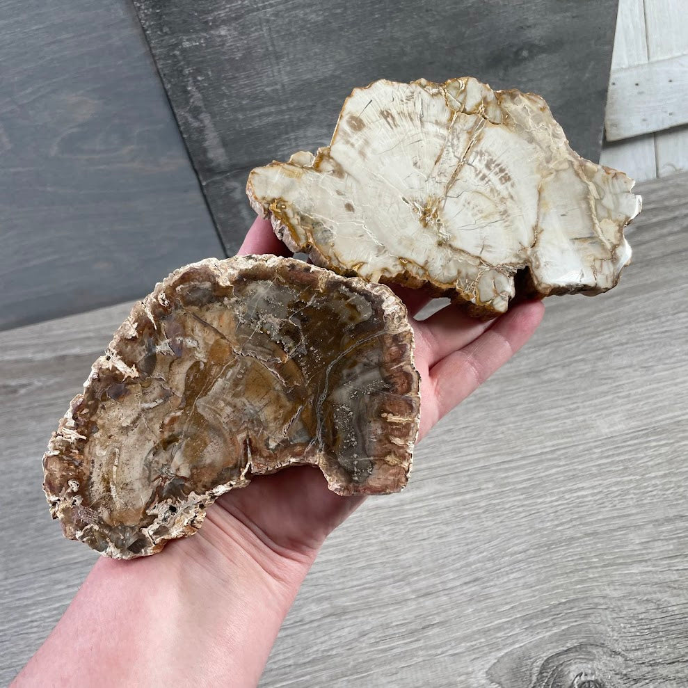 Petrified wood front polished slices for metaphysical shops and gift retailers