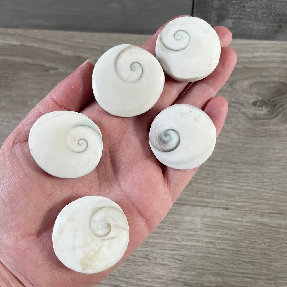 Shiva Eye Shell assortment with round shell pieces