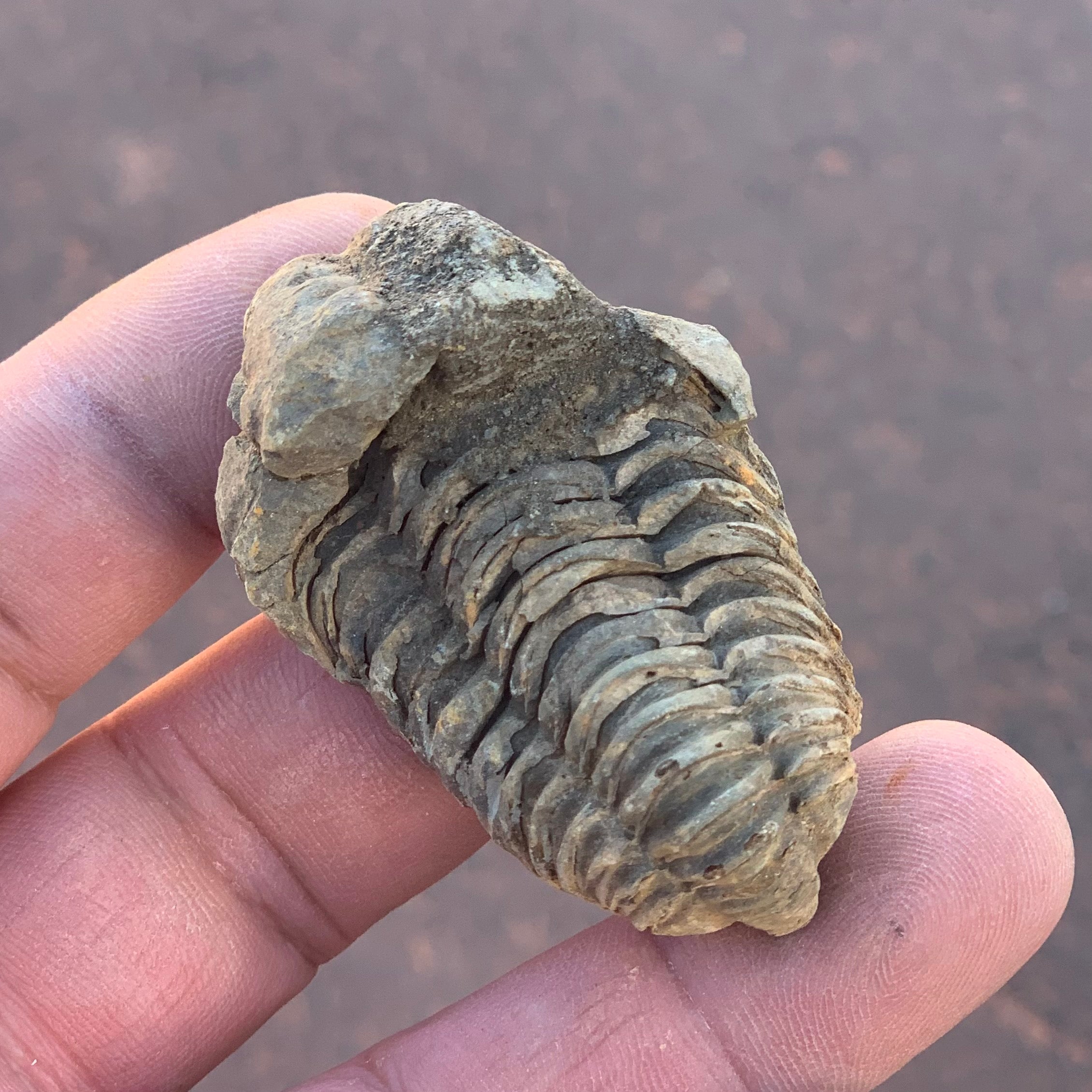 Trilobite Fossil 2.75 - 4”