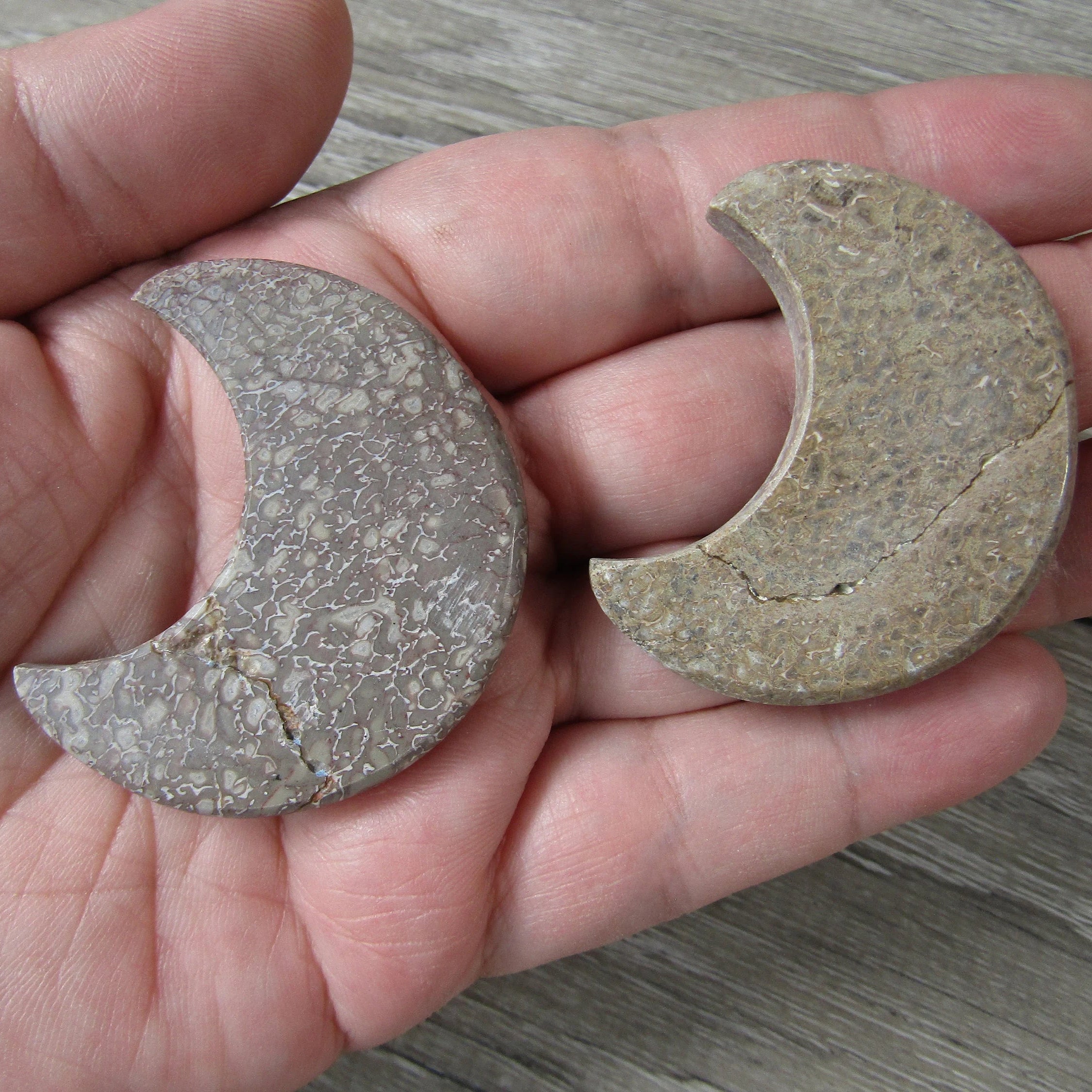 Dinosaur Bone 1.75 inch + Moon