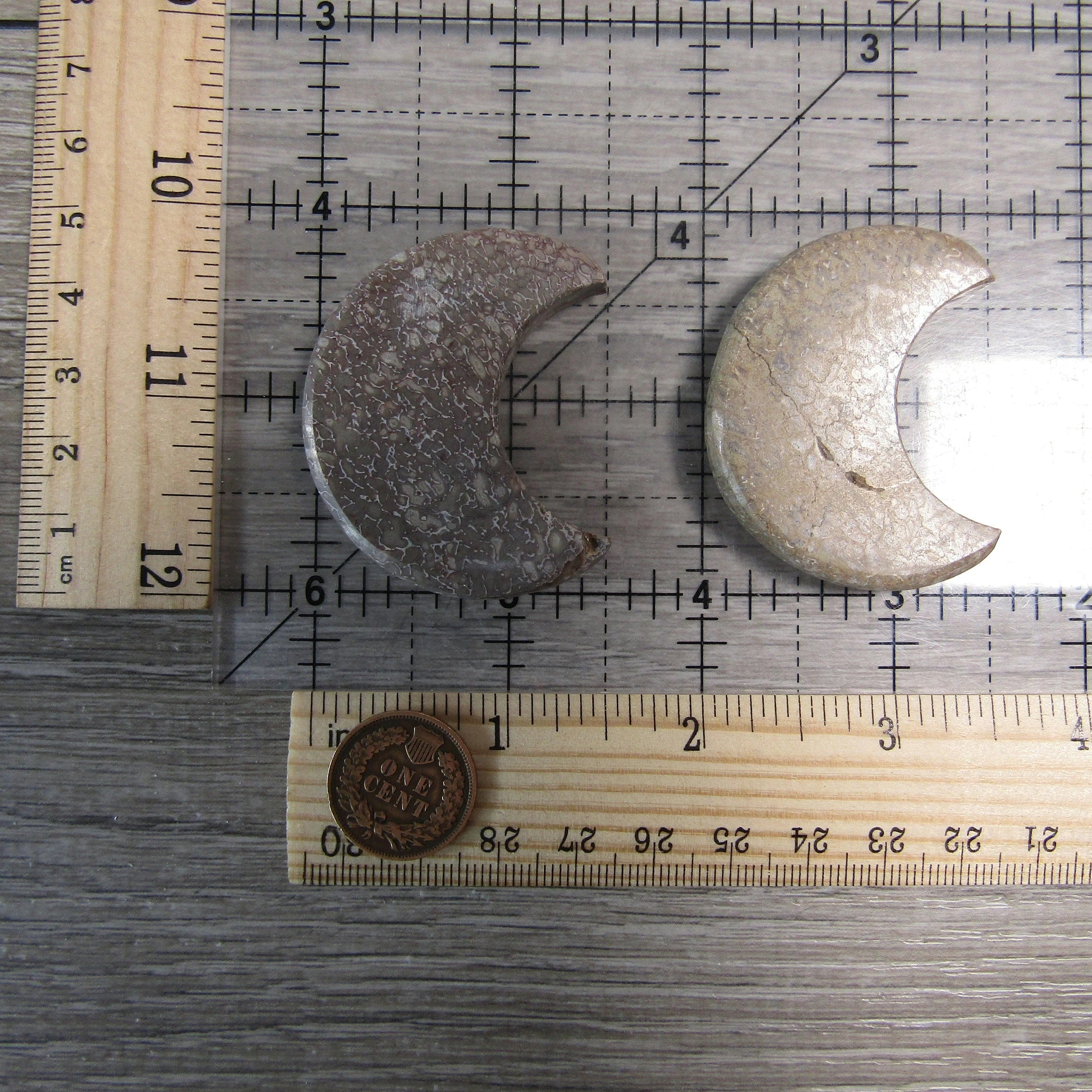 Dinosaur Bone 1.75 inch + Moon