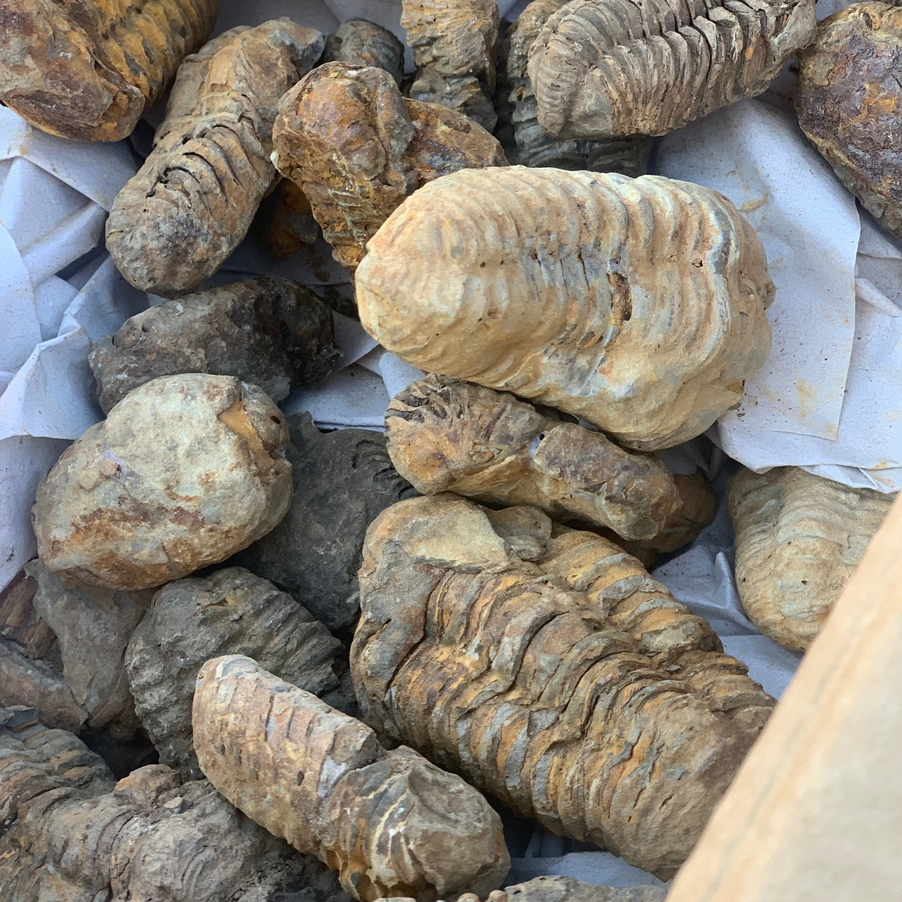 Trilobite Fossil 2.75 - 4”