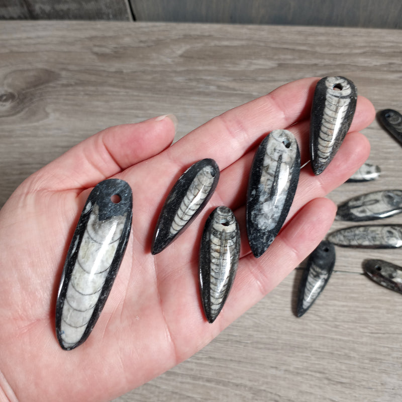 Orthoceras Fossil Focal Bead