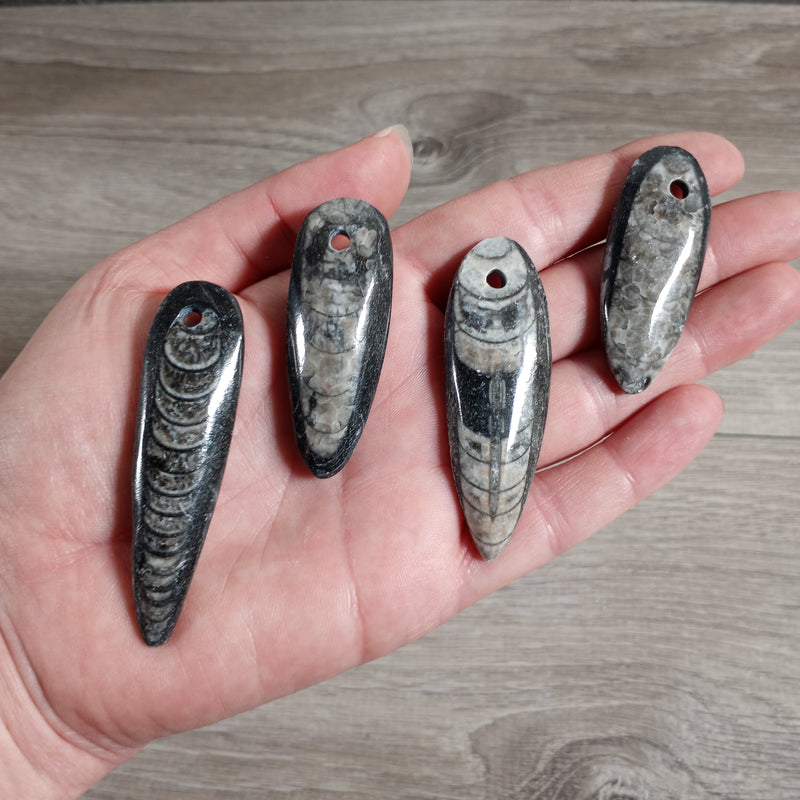 Orthoceras Fossil Focal Bead