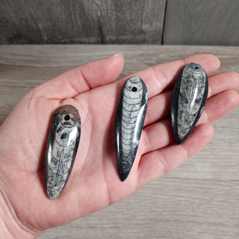 Orthoceras Fossil Focal Bead