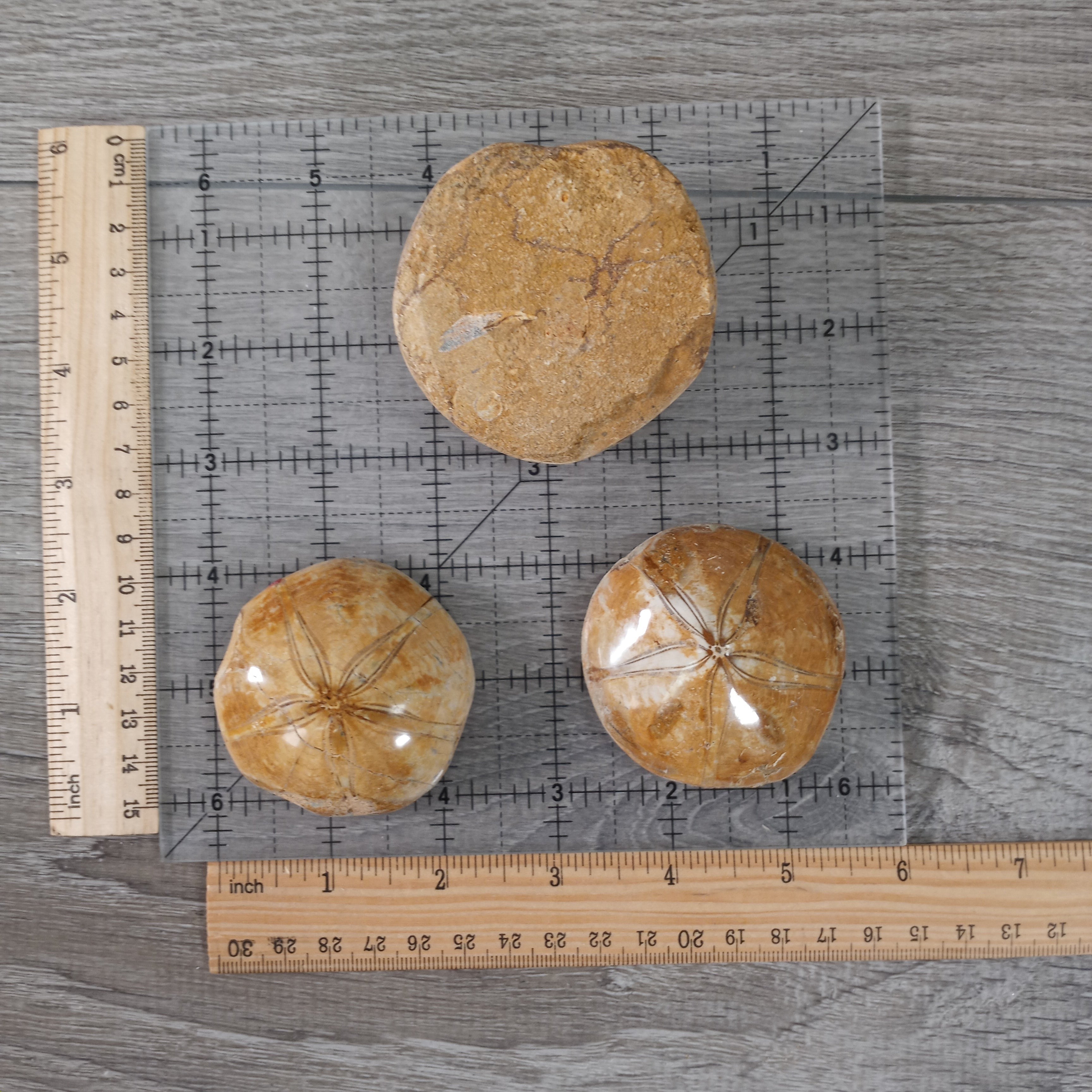 Sand Dollar Sea Urchin Fossil 2 to 2.5 inch