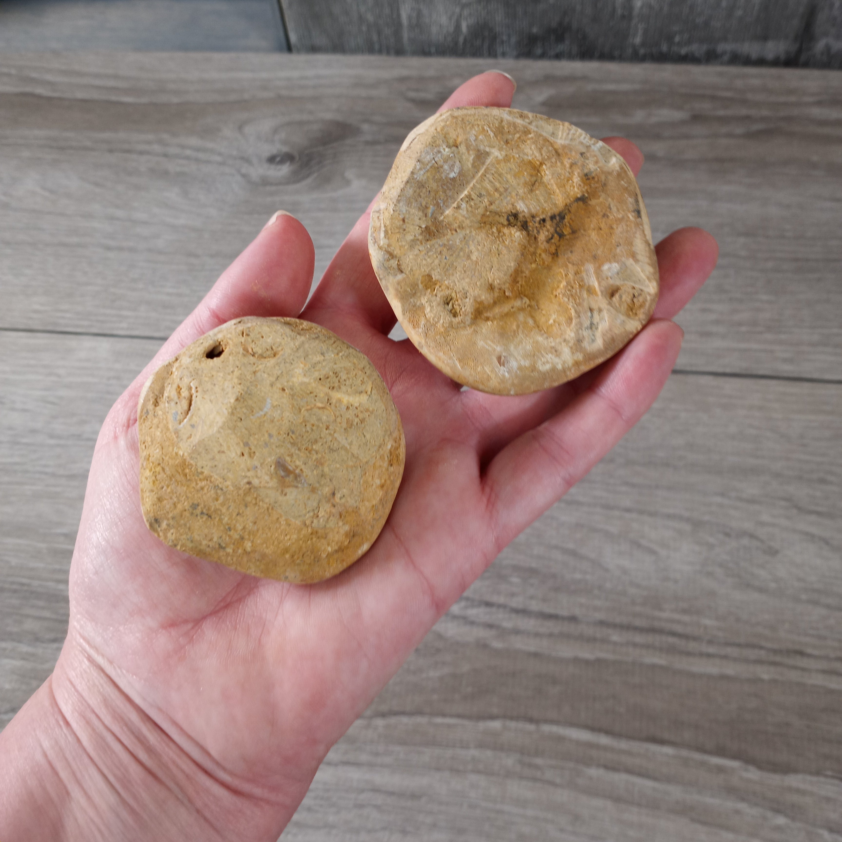 Sand Dollar Sea Urchin Fossil 2 to 2.5 inch