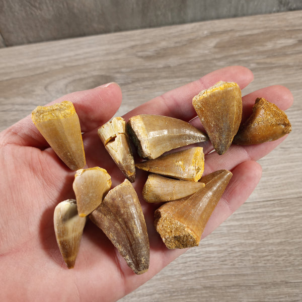 Mosasaurs Tooth