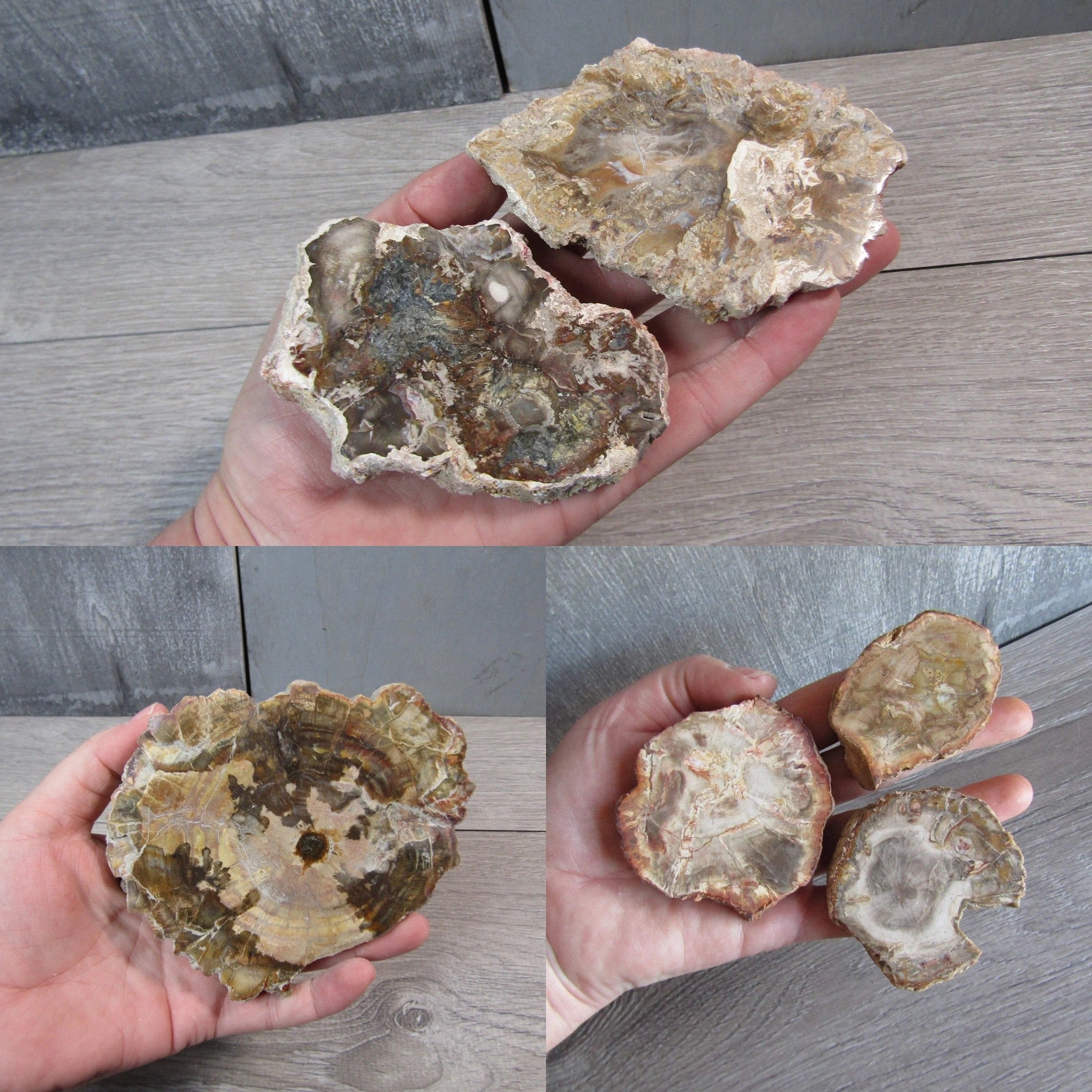 Petrified wood fossils showcasing natural colors and textures at Keystone Crystals