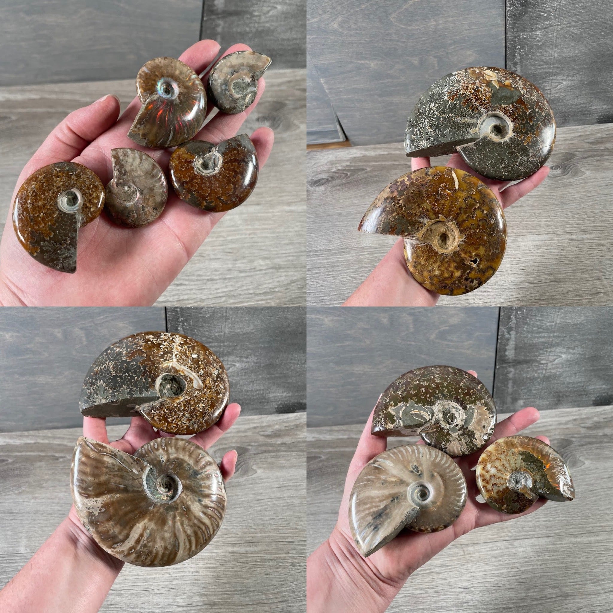 Wholesale uncut ammonite fossil specimen natural spiral pattern