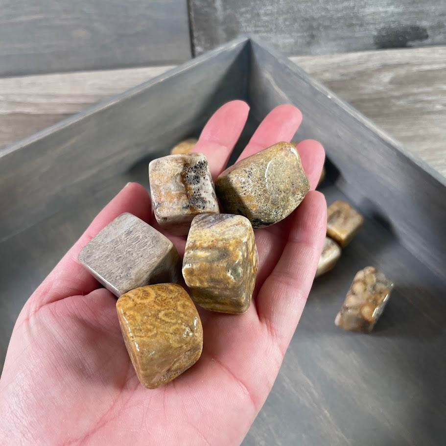 Fossil coral tumbled stones cubic style 1 pound lot