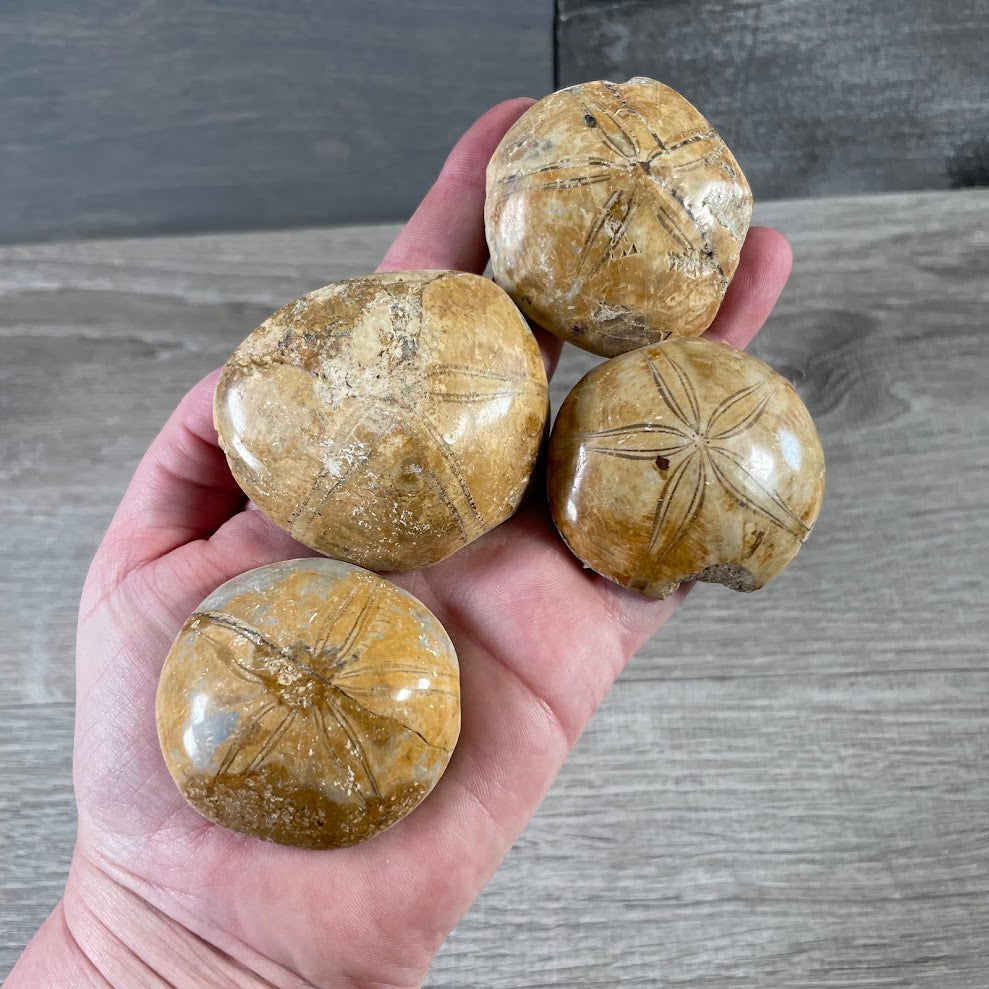 Natural Sand Dollar Sea Urchin Fossil for wholesale coastal décor and fossil collections