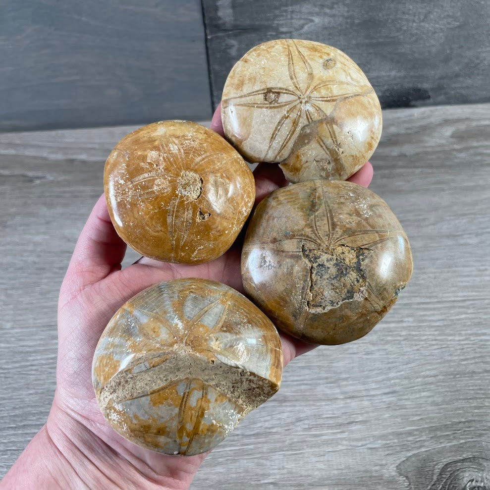 Fossilized Sand Dollar Sea Urchin with natural ocean-inspired markings