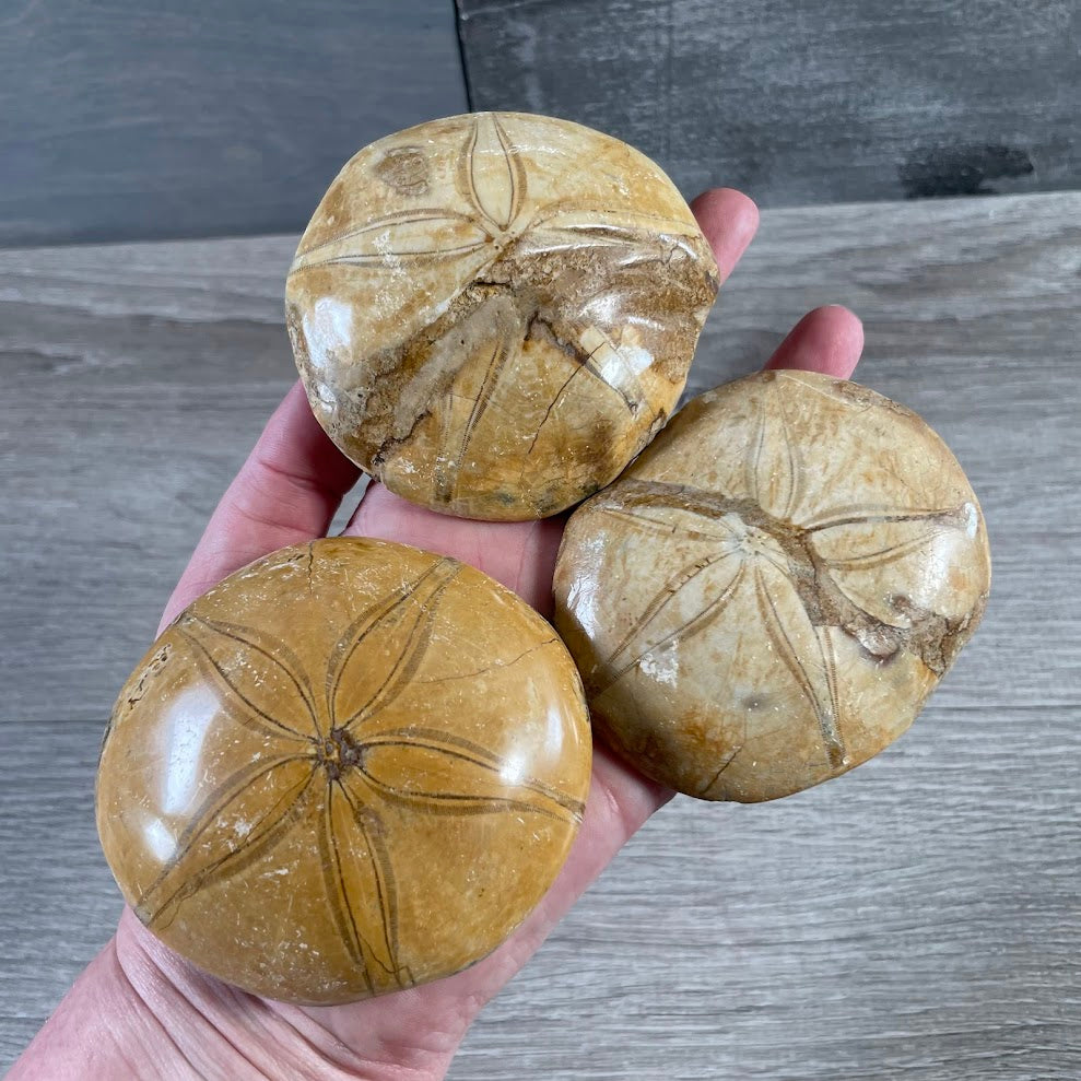 Wholesale Sand Dollar Sea Urchin Fossil for gift shops, crystal stores, and collectors