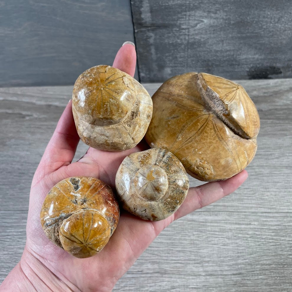 Natural marine fossil sand dollar sea urchin for beach décor and resale