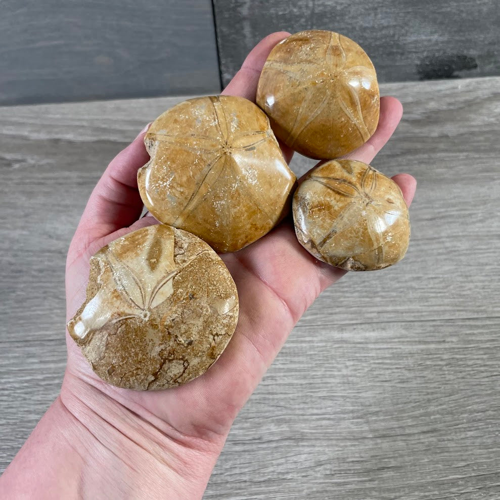 Sand Dollar Sea Urchin Fossil with star pattern and natural texture