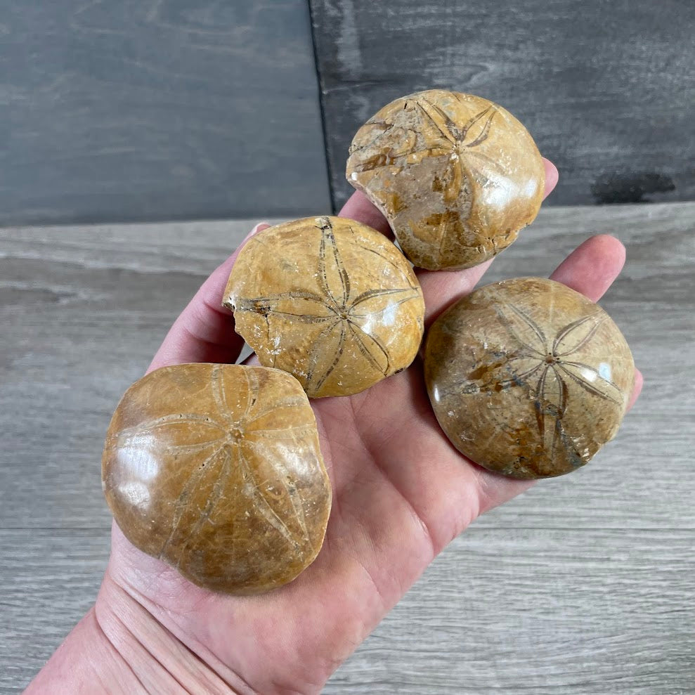 Natural Sand Dollar Sea Urchin Fossil for wholesale coastal décor, fossil collections, and gift shops