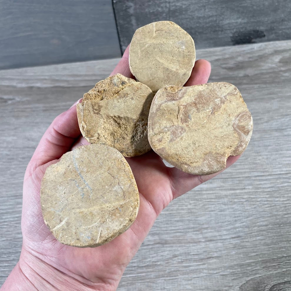 Sand Dollar Sea Urchin Fossil | Natural Coastal Fossil Wholesale