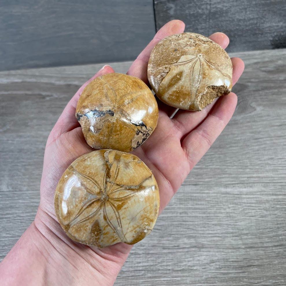 Natural Sand Dollar Sea Urchin Fossils for gift shops