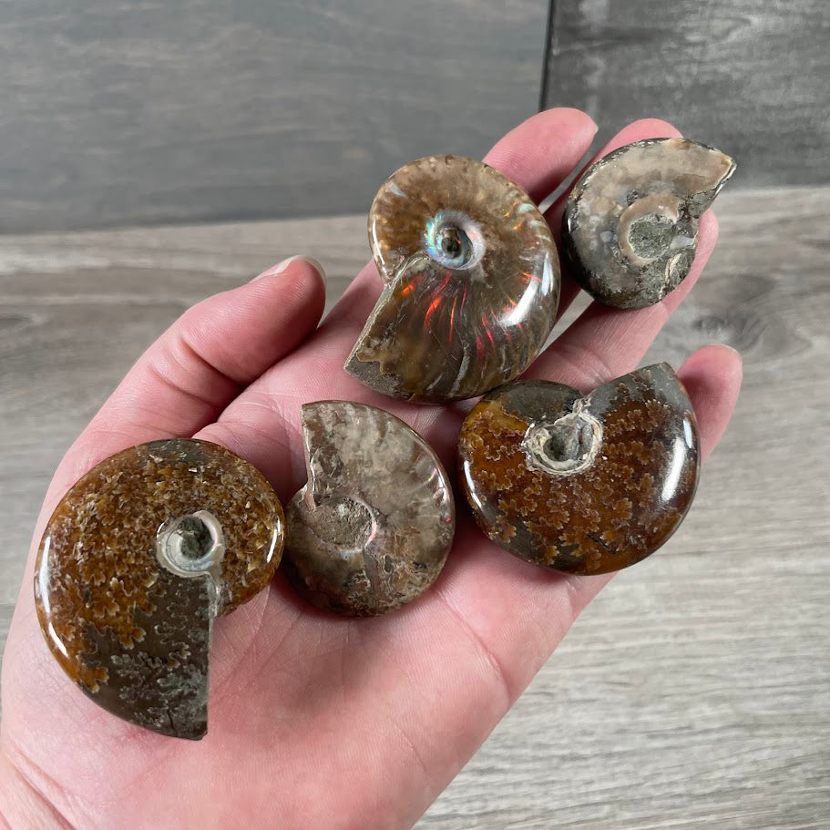 Unique ammonite fossil specimen wholesale for gift stores