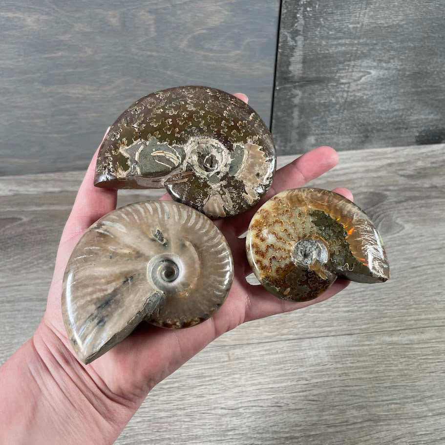 Wholesale ammonite fossil natural decor for crystal retailers