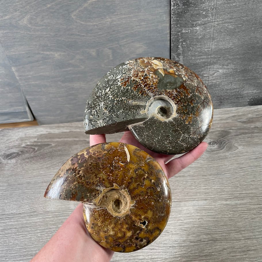 Ammonite Fossils by the Inch – Natural Fossil Specimens