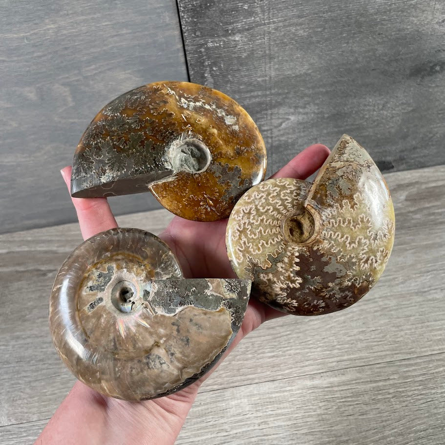 Raw ammonite fossil wholesale natural crystal shop supply