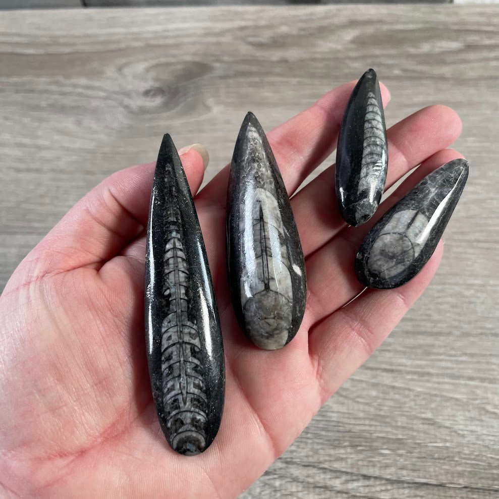 polished orthoceras fossil shell fossil specimen wholesale