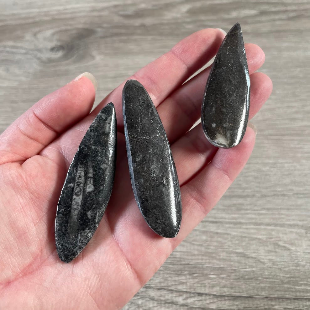 Orthoceras Fossil Black Limestone – Polished Prehistoric Cephalopod Fossil Specimen